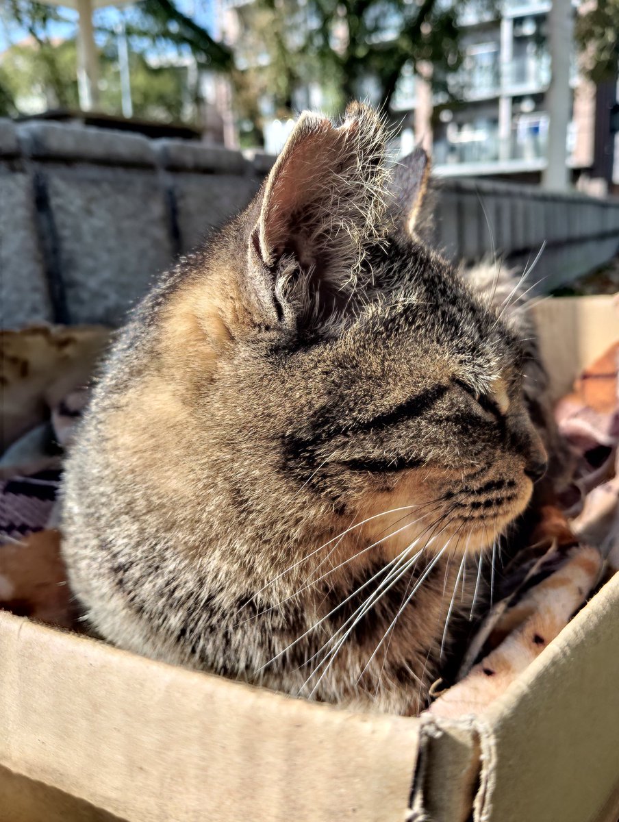 rkNq1zz9auIv0cC はい、日曜日の箱入りちびニャン 🐹💤