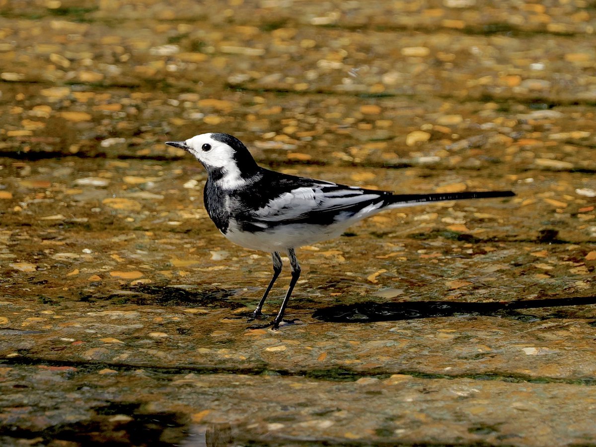 tillingtonchum's tweet image. At the ford today, a Pied Wagtail takes a paddle. 
#birds