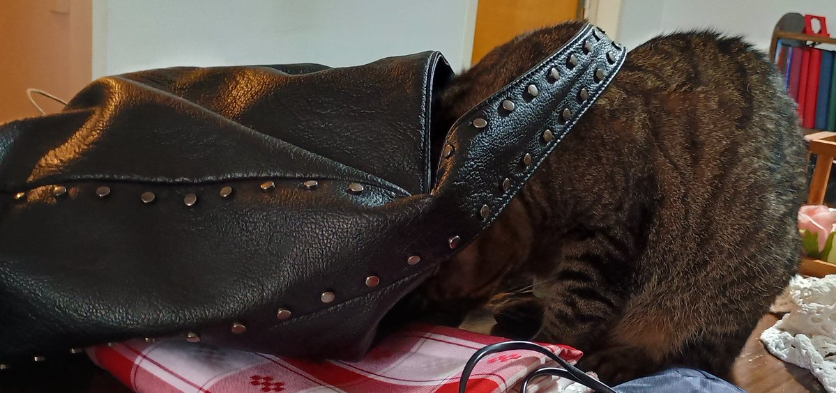 Robbert_1970's tweet image. ... él sabe lo qué busca, y él también sabe que ahí lo va a encontrar!
(Colita para el pelo, su único juguete en este mundo) #Junior 🐱