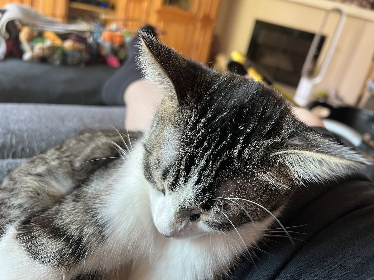 ballothecat's tweet image. Fuzzy ping-pong balls I’ve been playing with them for the last 30 minutes and now I’m falling asleep. #Exhausted.