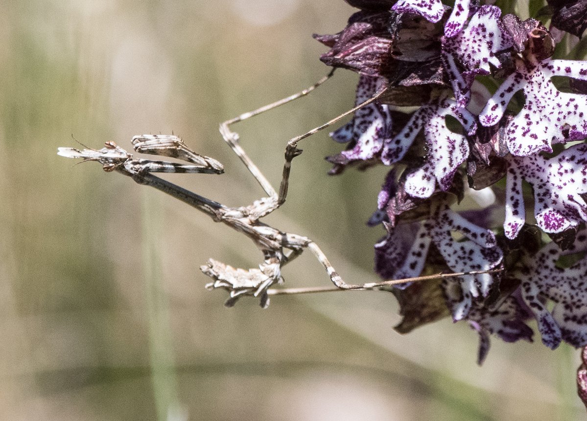 Peter Joyce tweet media