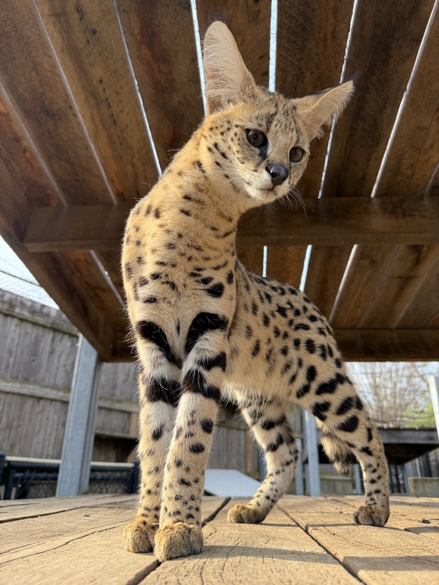 CincinnatiZoo's tweet image. Happy #Caturday Teddy! A serval can jump more than 9ft straight up to grab a bird out of the air!