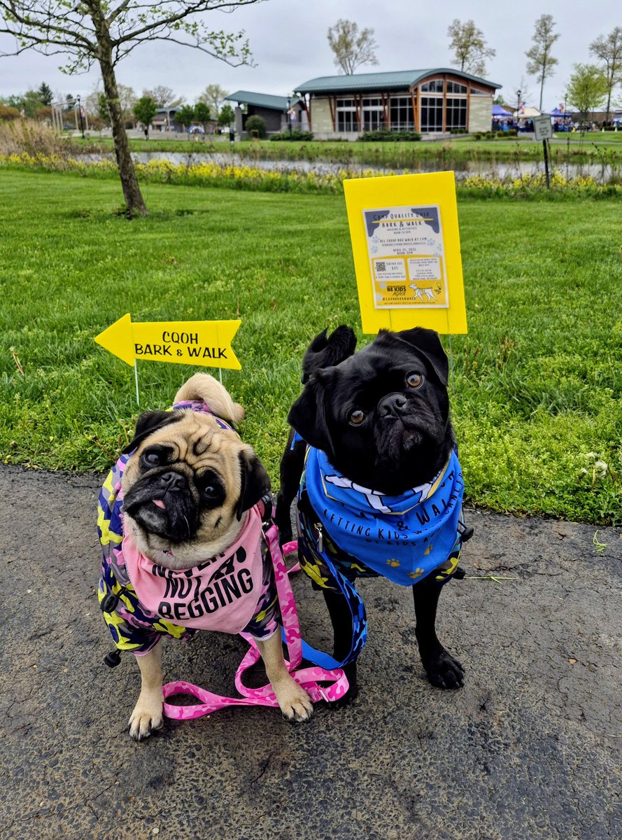mommasboymushu's tweet image. Happy Saturday pals. We went on an adventure today🎉. It was a 1 mile BARK &amp;amp; WALK event to raise $ for @CampQualityOhio. Glad the rain held off. Momma dressed us in our raincoats just in case😆. Hope you find something fun to do this weekend. #puglife #dogsoftwitter #dogsofx