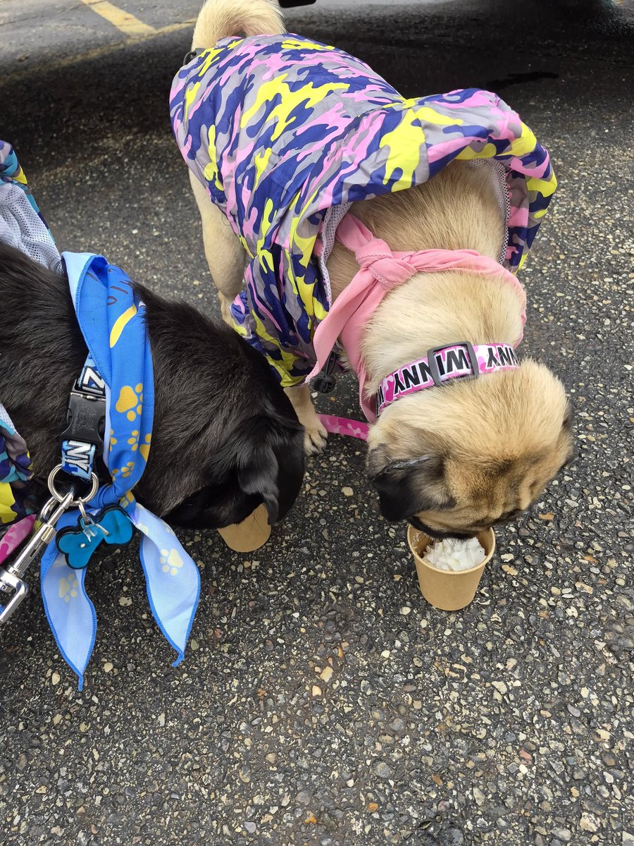 mommasboymushu's tweet image. Happy Saturday pals. We went on an adventure today🎉. It was a 1 mile BARK &amp;amp; WALK event to raise $ for @CampQualityOhio. Glad the rain held off. Momma dressed us in our raincoats just in case😆. Hope you find something fun to do this weekend. #puglife #dogsoftwitter #dogsofx