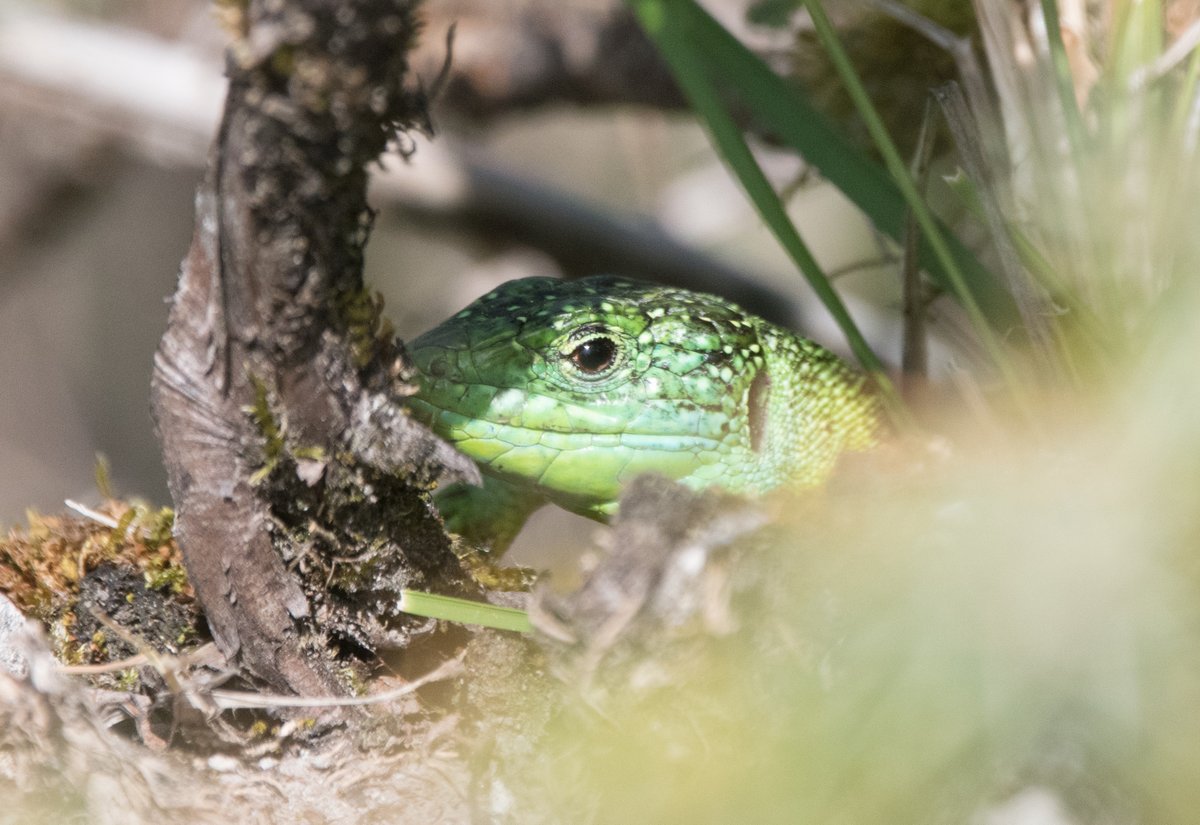 Peter Joyce tweet media