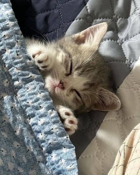 Cute Cats 🐱 tweet media