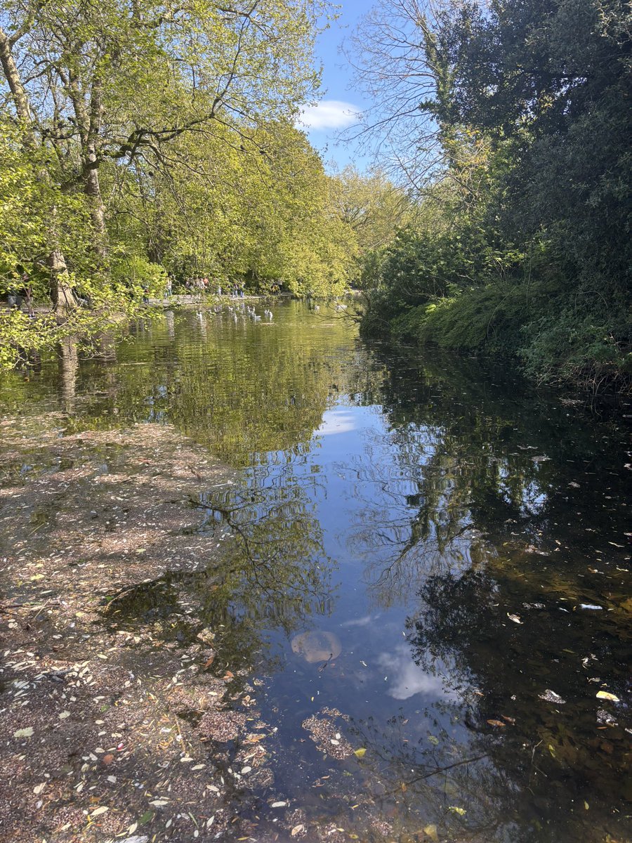 RJPBrownie's tweet image. #ststephensgreen #dublin #ireland 
Walkies in the sun ☀️