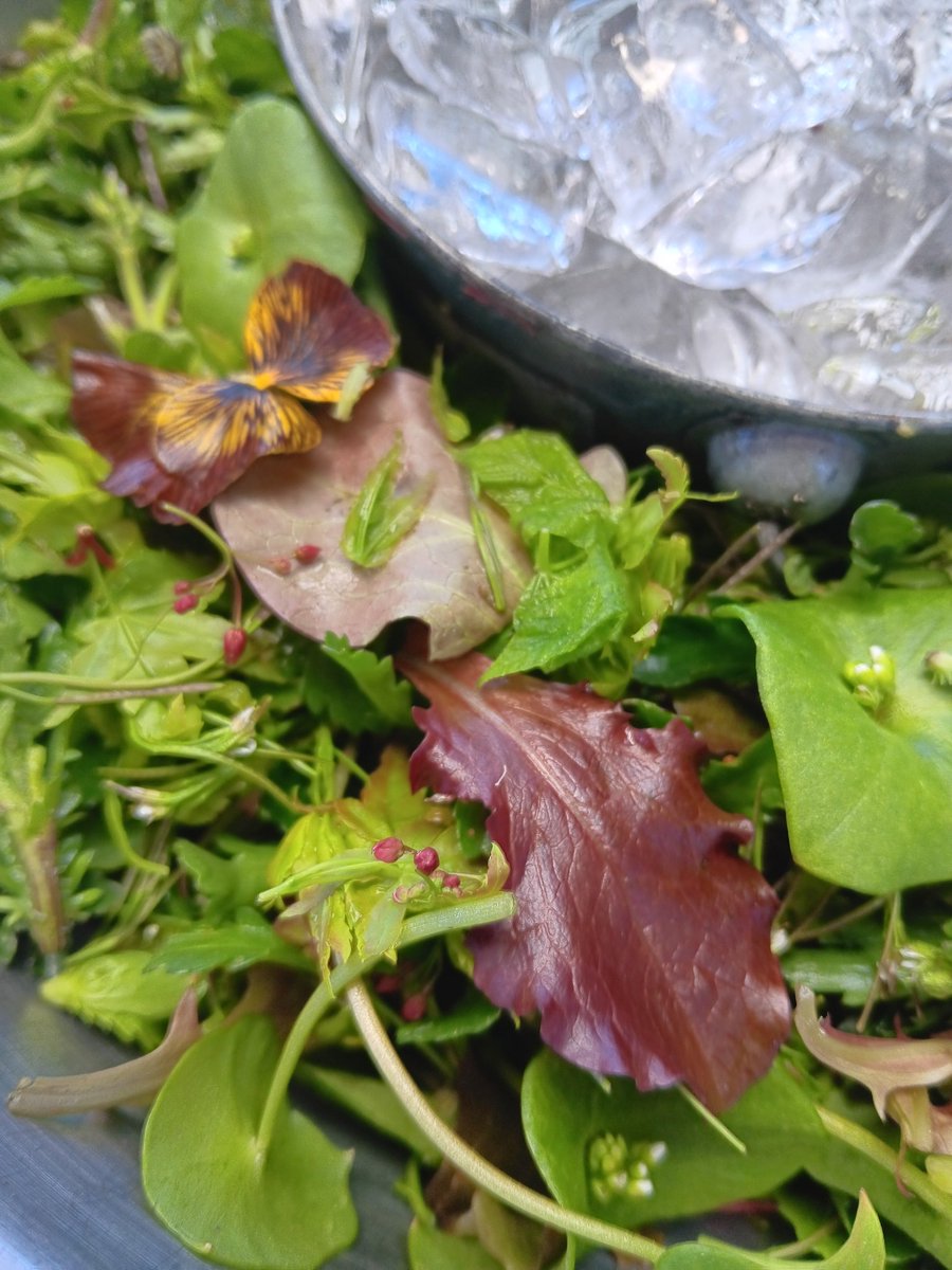 gardencraftsoly's tweet image. Hawking some delicious veggies, some farmed and some foraged. Come on down to @portangelesfarmersmarket for some wild fusion and garden inspiration! #foraged #wildcrafted #farmersmarket #gardening