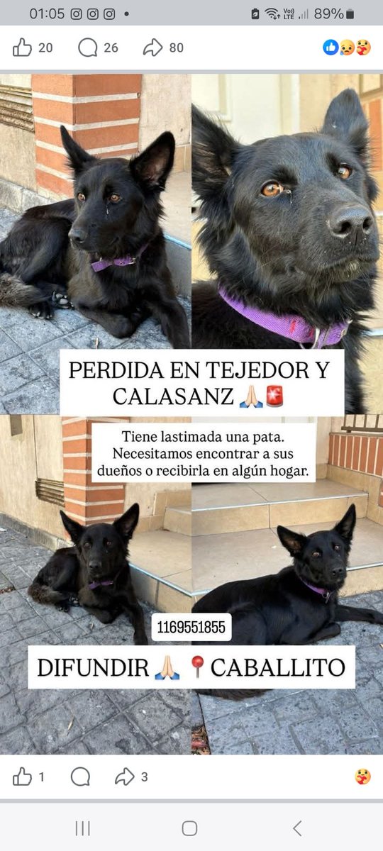 AccorintiSusana's tweet photo. Apareció por av José Maria Moreno y Estrada, ciudad de Buenos Aires!!!
Por si es de alguien 🐾🙏
@ayudandoaaprani @unbichoinquieto @FundacionLucila https://t.co/qordc6myZm
