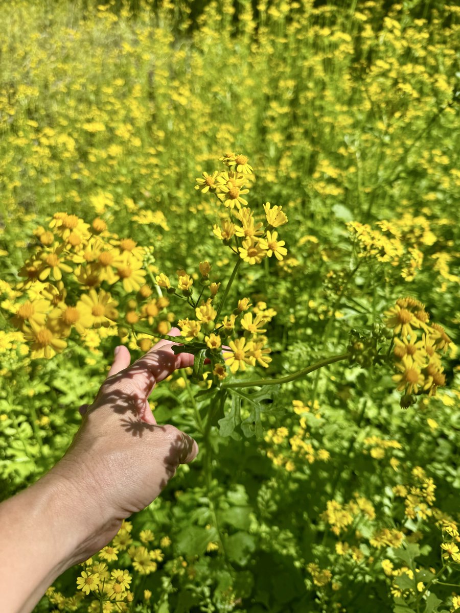 dolbyl's tweet image. Sun and fun Florida style!!! #getoutside #optoutside #nature #naturephotography #lovefl #floridatrail #trailslikethese