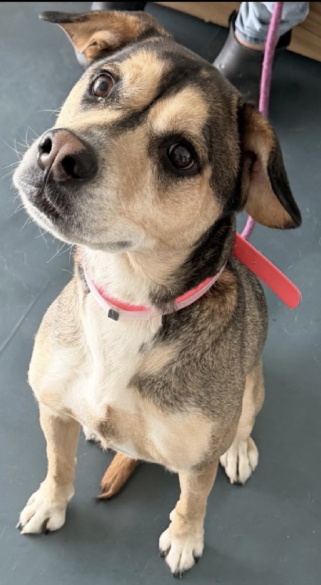 MoishesMom's tweet image. 🚨 🆕 💉🎯 Rescue 🛟 Only NYC🚨

Nina was surrendered by her human due to moving out of the country 😭

She arrived to the Queens Pound in NYC 7️⃣ days ago…she’s 4️⃣ yrs old

This poor girl is grieving her betrayal and will not allow NYCACC staff to handle her ☹️ 

✅ Nina is