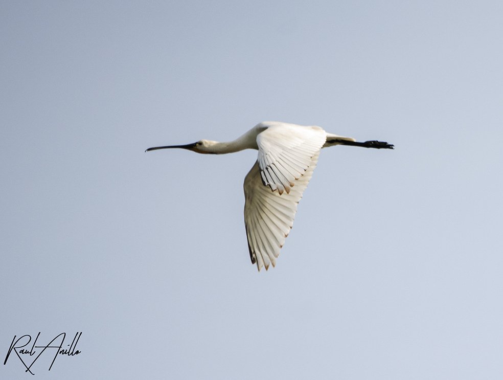 Raúl Anillo Wildlife Photographer tweet media