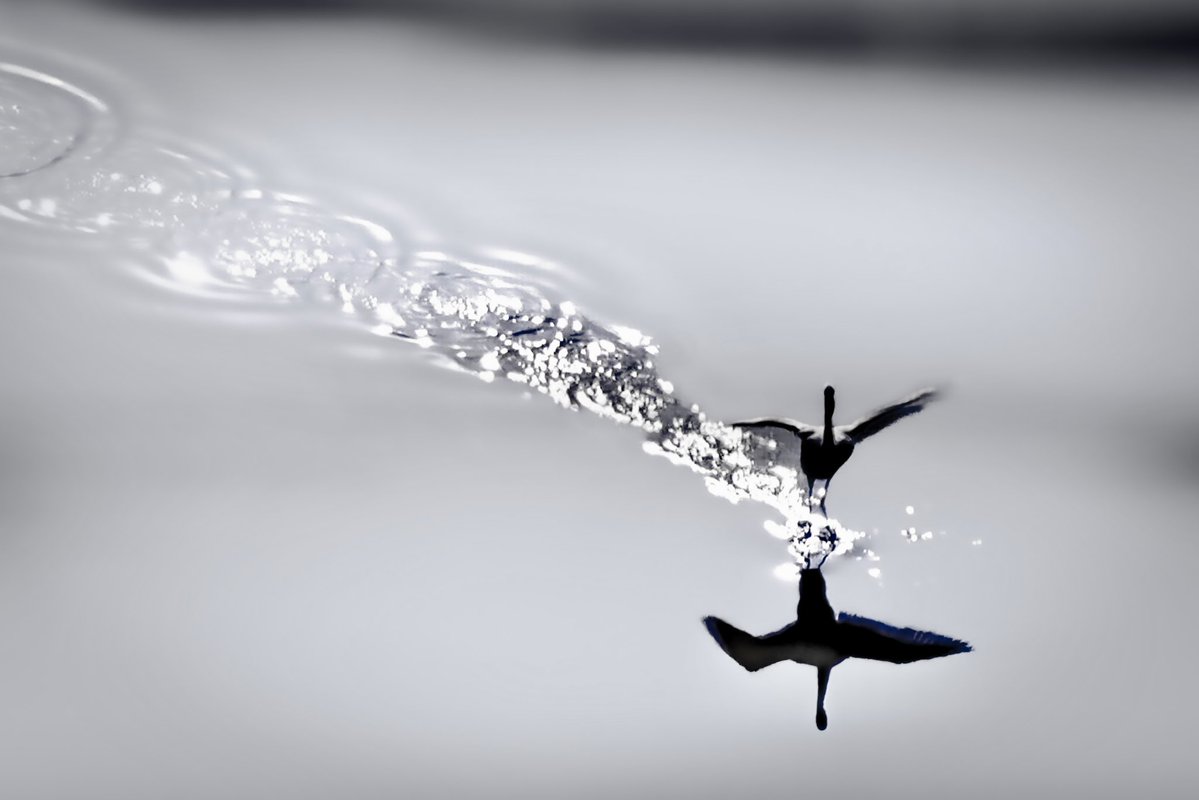 jmg1134's tweet image. L’atterrissage du flamant rose… en noir et blanc. 
Minimalisme d’une scène de vie de nos étangs 

#nature #blackandwhite #flamingo #minimalism #occitanie