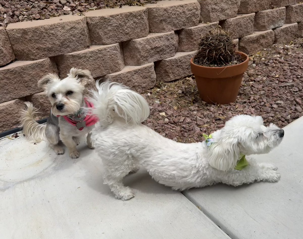 SirBailey2's tweet image. Massage. Parlor. Saturday. 🌸🌸🌸
Best morning ever!!! Rosie🌹hers an me’s woke up. An Mommy hers treated us both to the’s Belly Rubs!!! 😁🐶🐾 #dogsoftwitter #dogsofx #adogslife #doggo #pets 💚 Me’s so relaxed. Rosie🌹hers still confused.