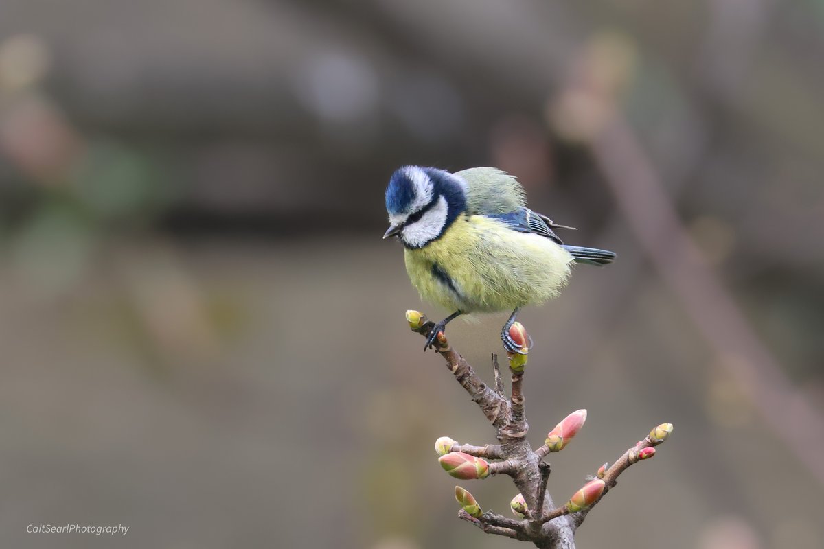 Cait Searl tweet media