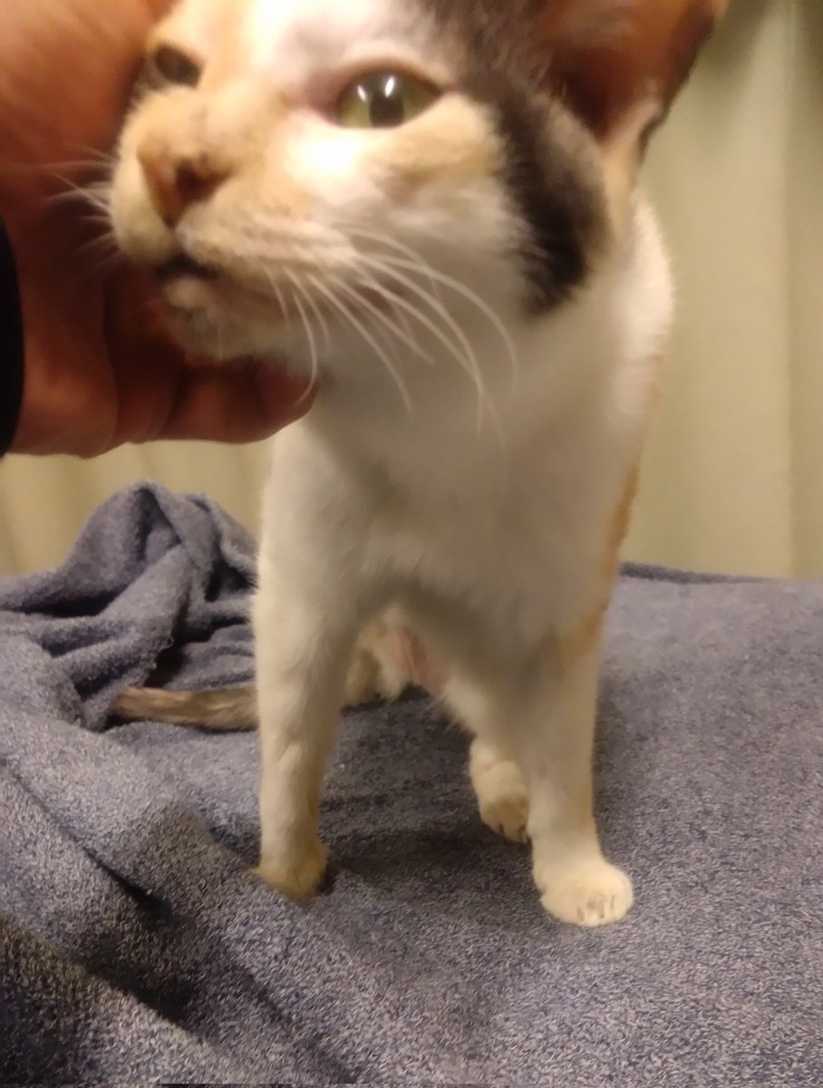 ミケちゃん tweet media