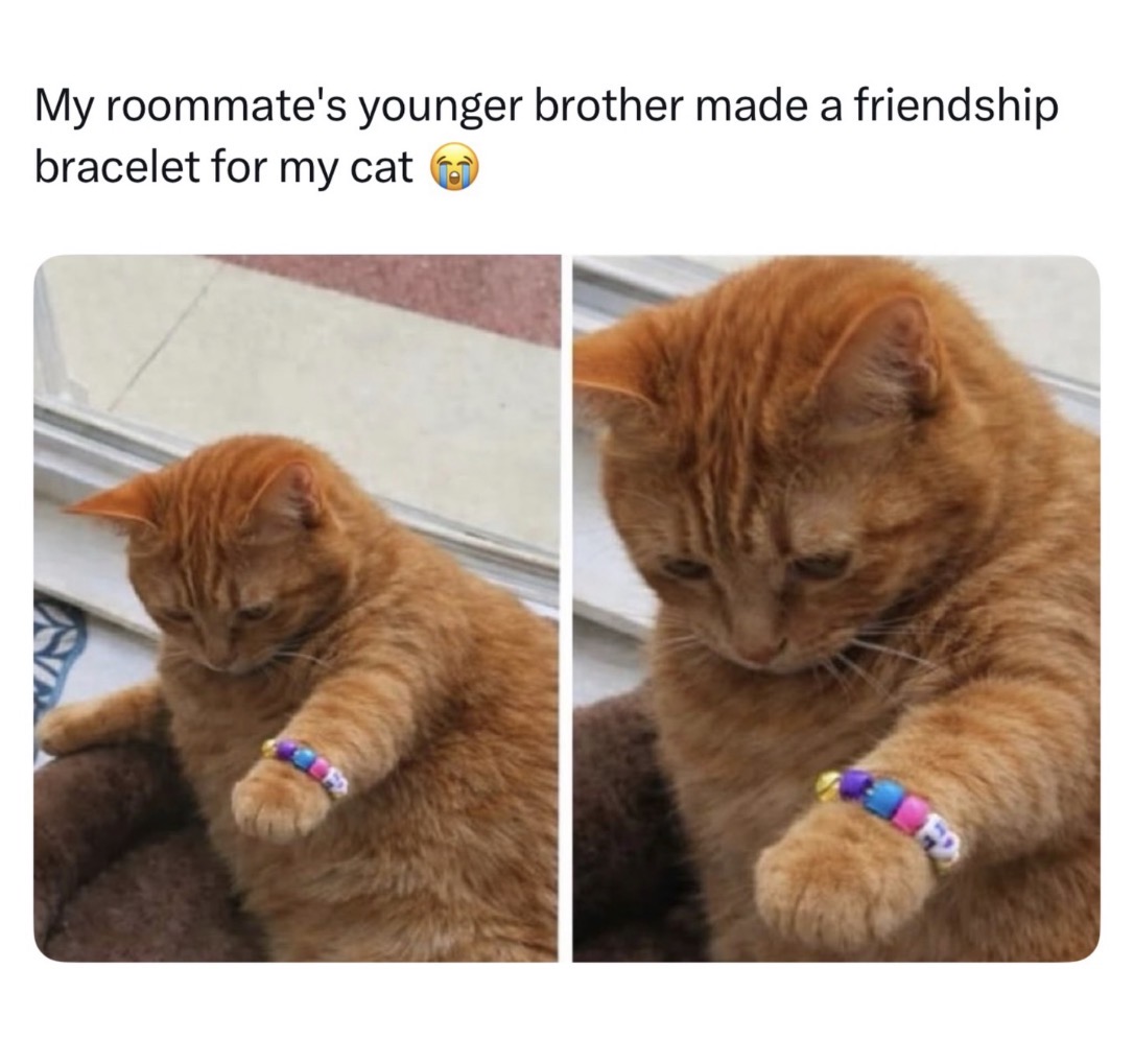 cats with powerful aura tweet media