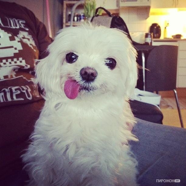 𝐶𝑎𝑟𝑒𝑙𝑙𝑜'𝑠 𝐿𝑜𝑣𝑒𝑟 ❀ tweet media