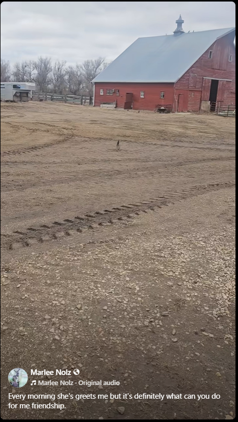 "My little friend..." Not an Ontario barn but it gave me a laugh. (Laura) facebook.com/share/r/1AbHiD…