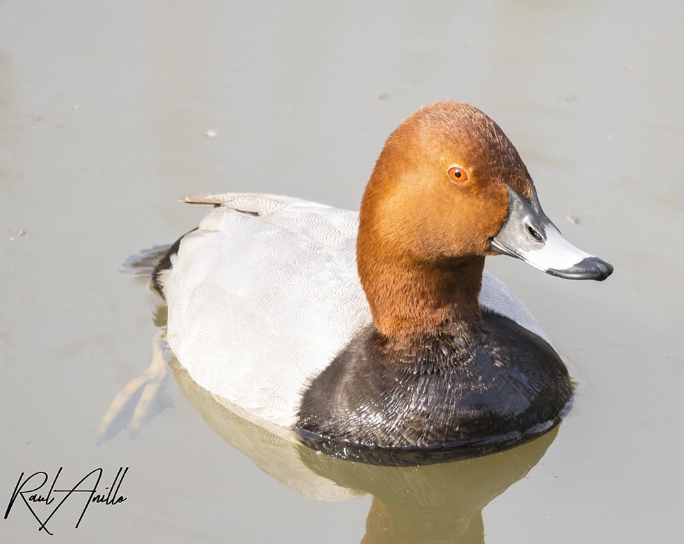 Raúl Anillo Wildlife Photographer tweet media