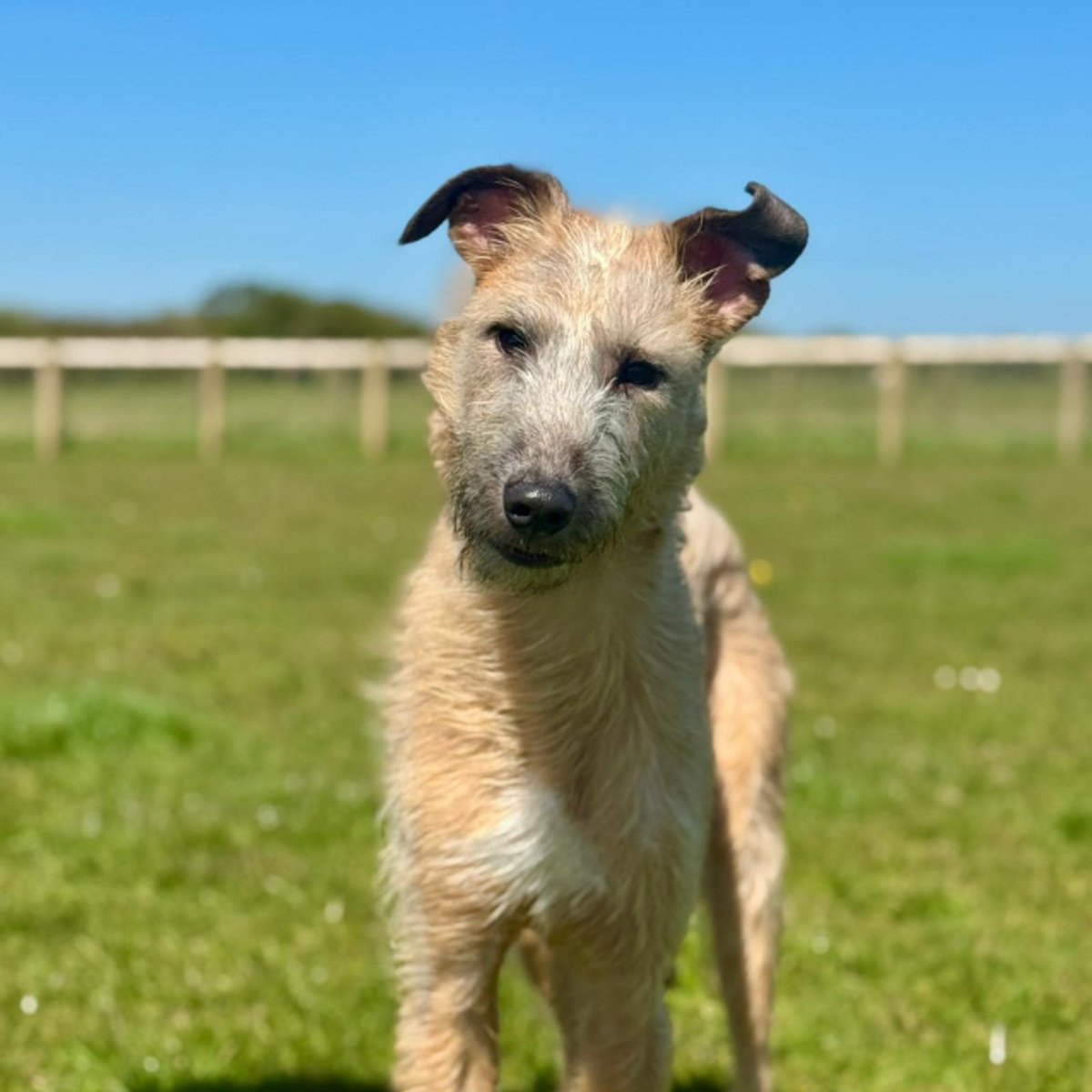 🐕Meet Cedar, a handsome 1 year old rough-haired Lurcher🐕

Cedar hasn’t had the easiest start in life (see posts below) but despite this he is a gentle, kind-natured boy with so much love to give

He came into our care needing corrective surgery for painful inturned eyelids