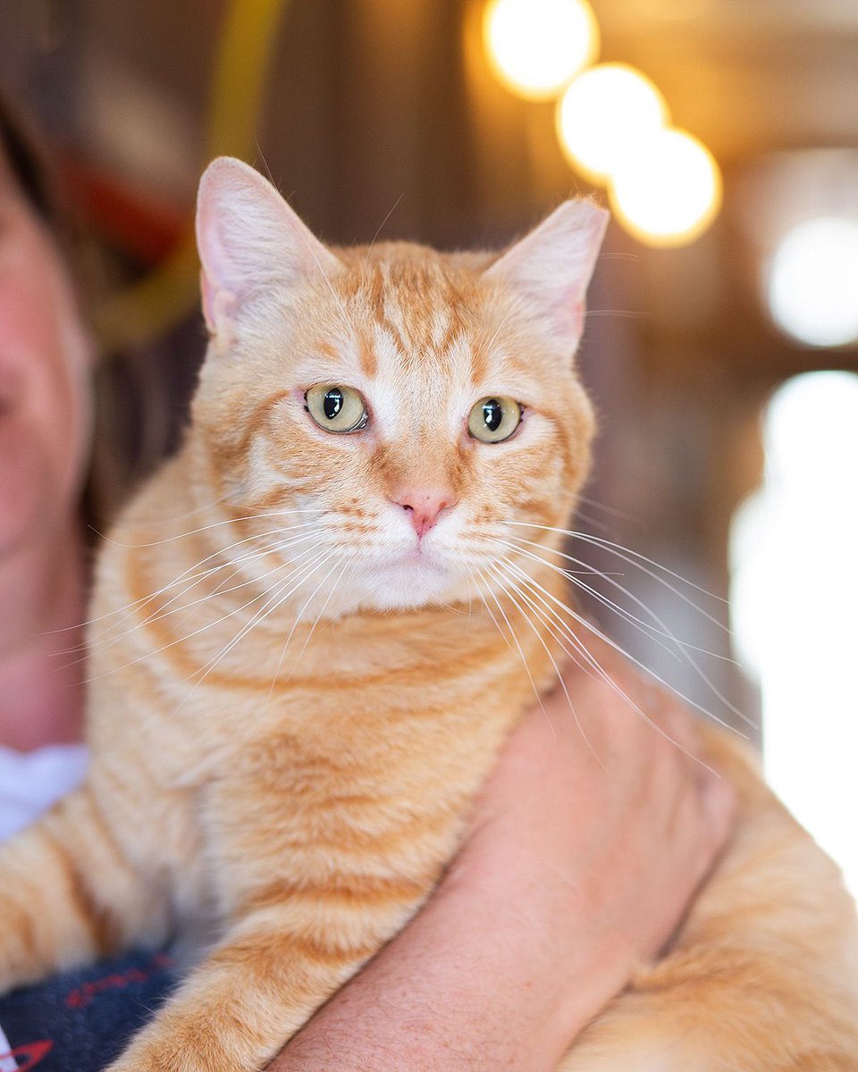 WishesRescue's tweet image. DJ is one of the best cats you could ever meet. He LOVES flops, belly rubs, and play time. Seriously, come scoop up this three-year-old orange love bug in #Tucson!

Vax'd, wormed, neutered, and Felv/Fiv negative.