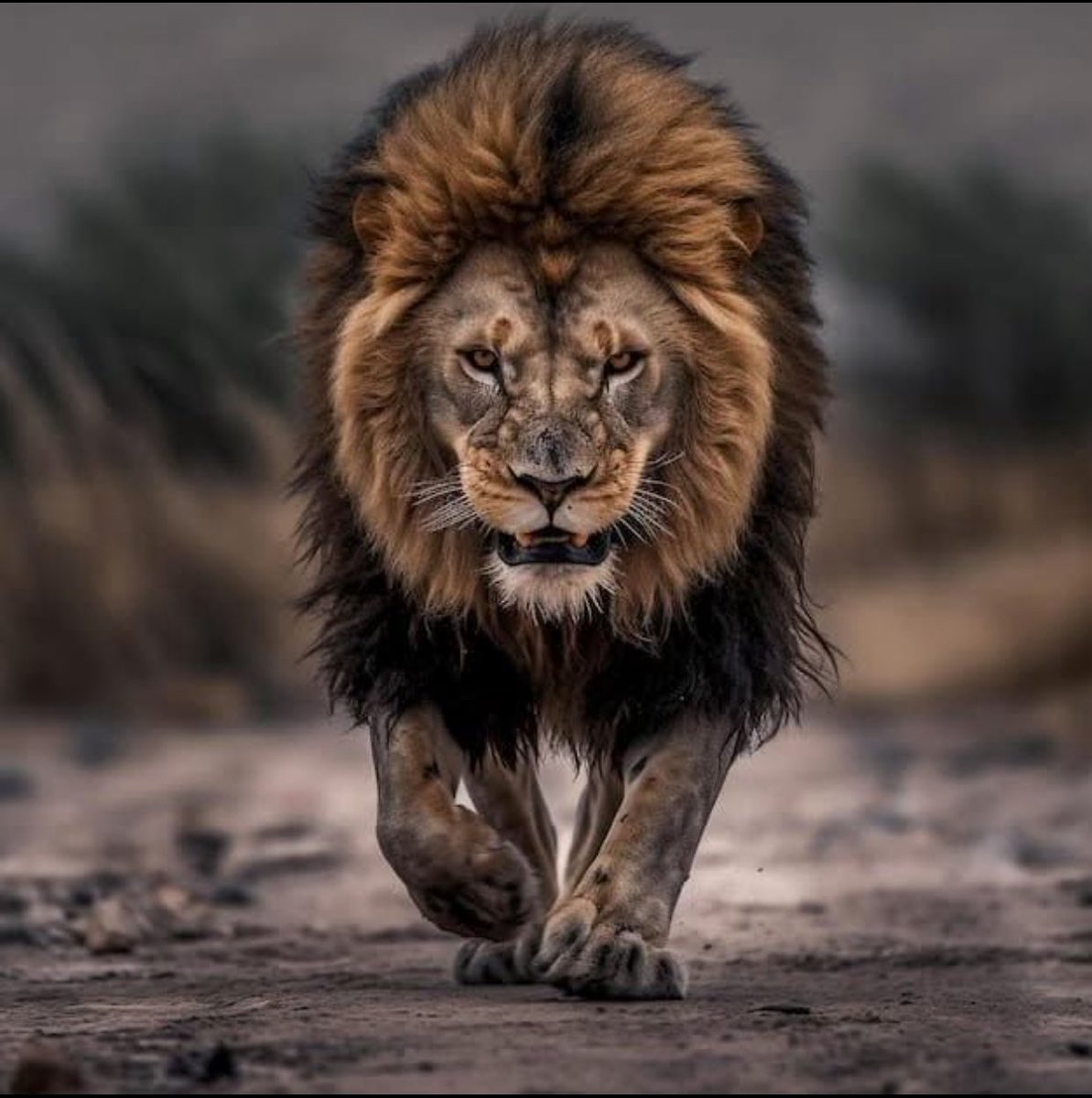 Oktay Zingal tweet media