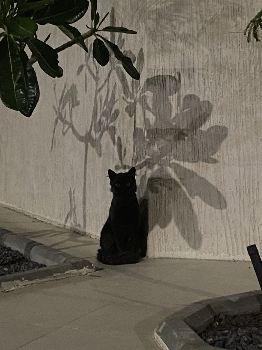 Abdulrhman tweet media