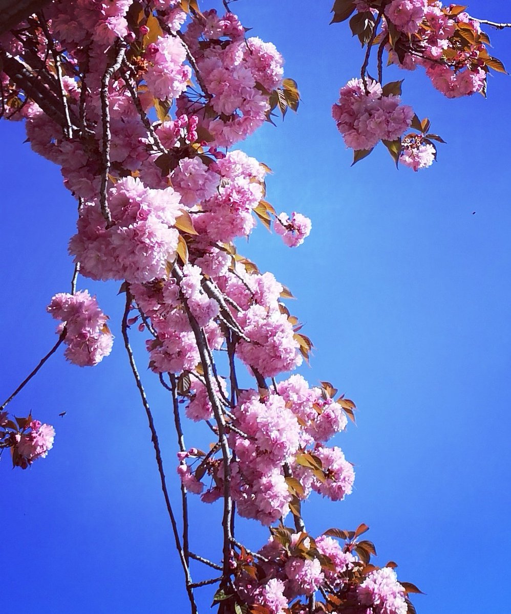 YesimHakimoglu's tweet photo. Bir Japon bahçesi Sakura hikayesi
#myframe #benimobjektifimden #sakura #benimkadrajım #bahar https://t.co/ETIzQins61