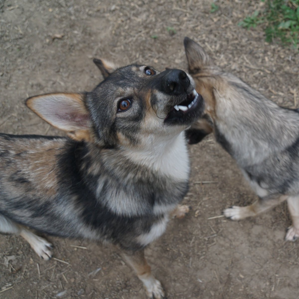 Sometimes Feral Biting tweet media