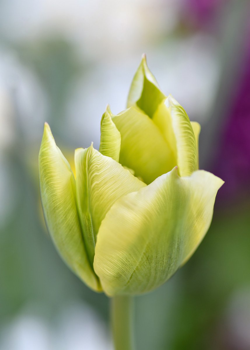 ままりん tweet media