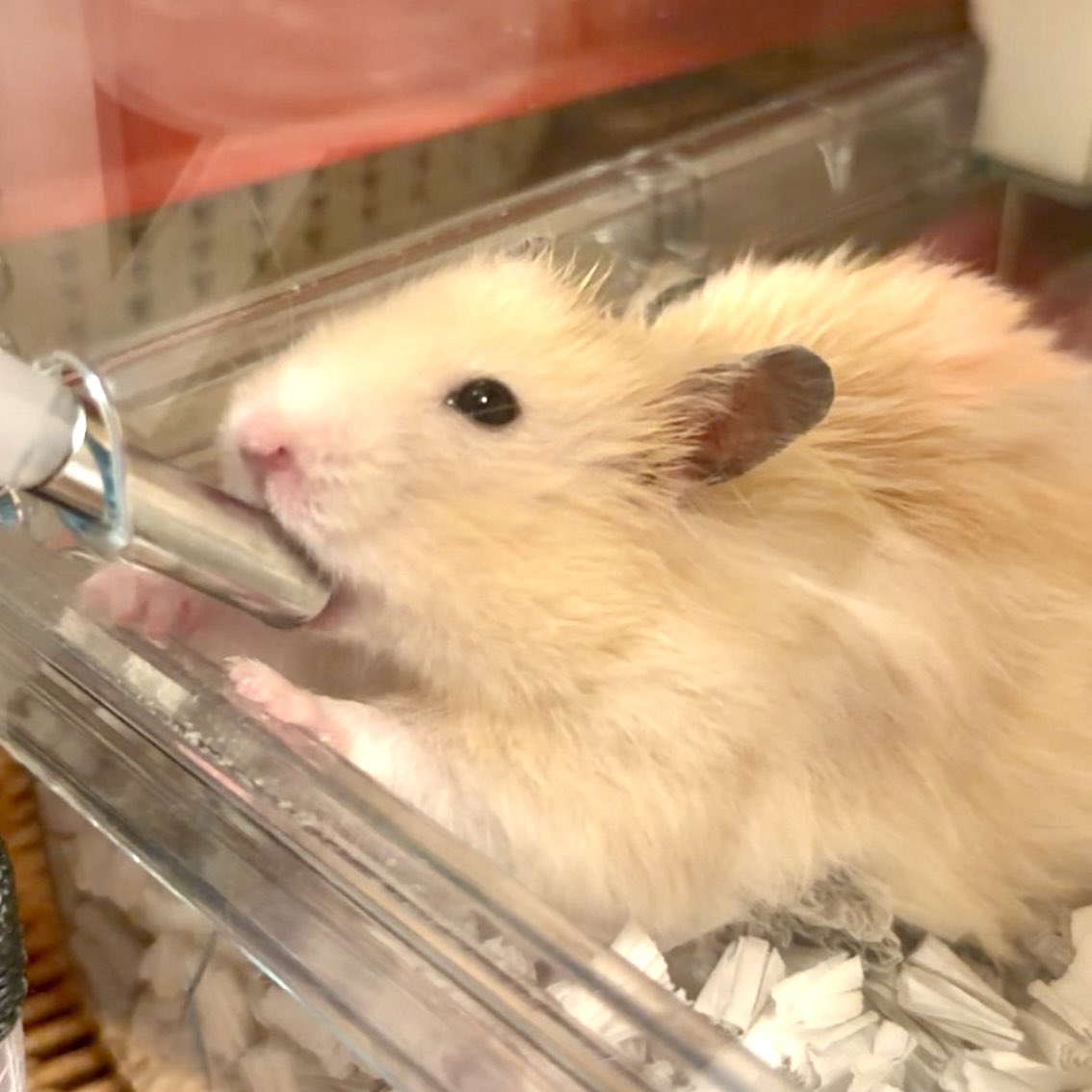 まるとむぎの日常🐹 tweet media