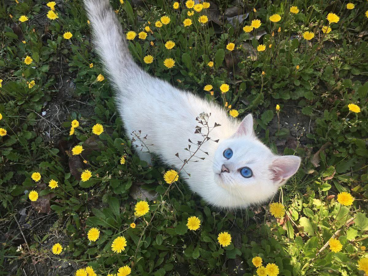 Purely Green tweet media