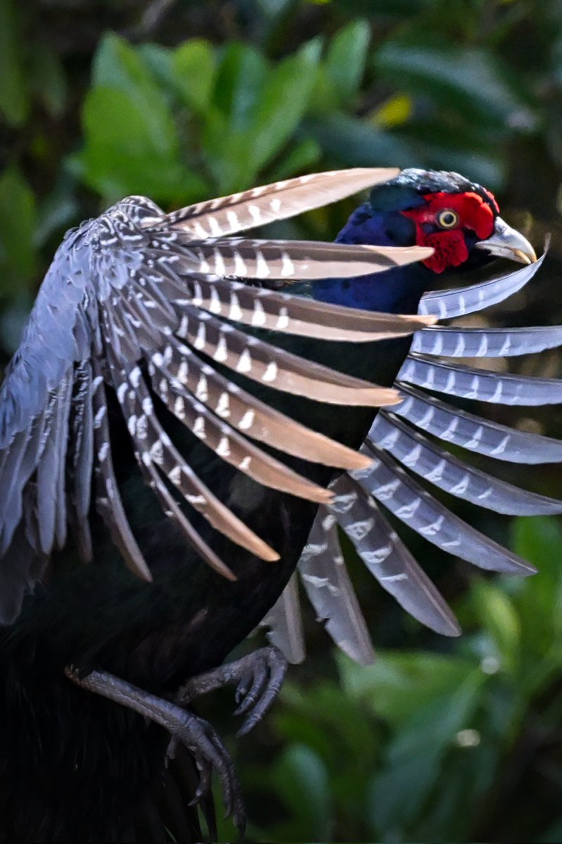 ダイス tweet media