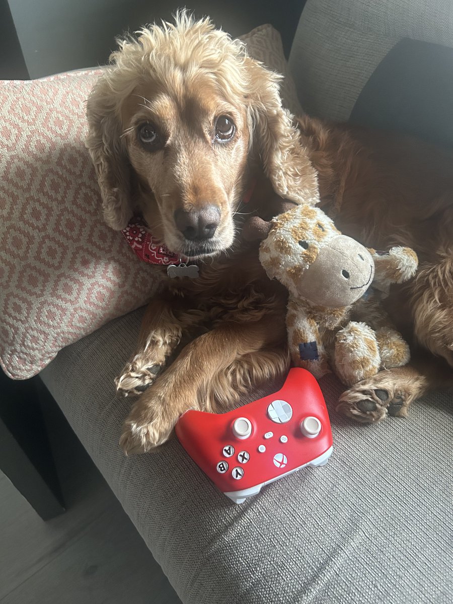 MentorSkywalker's tweet image. My Dog CJ. He is a gamer haha! #Dogs