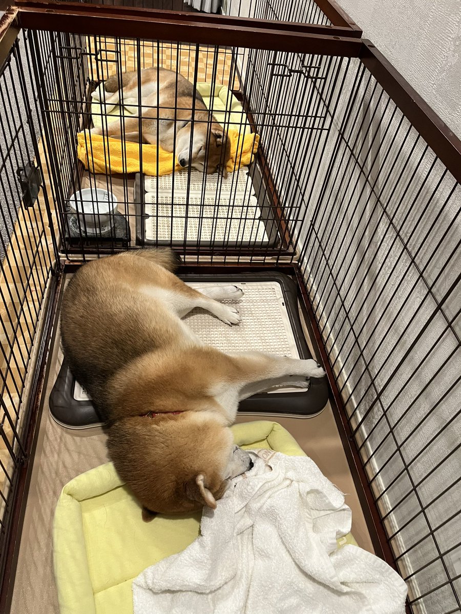 @Ducaduca柴犬御殿完成 tweet media