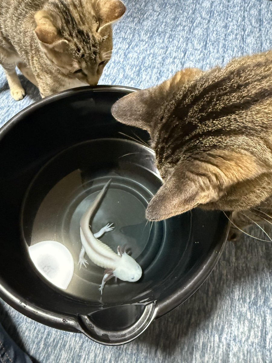 まるしん醤油 tweet media