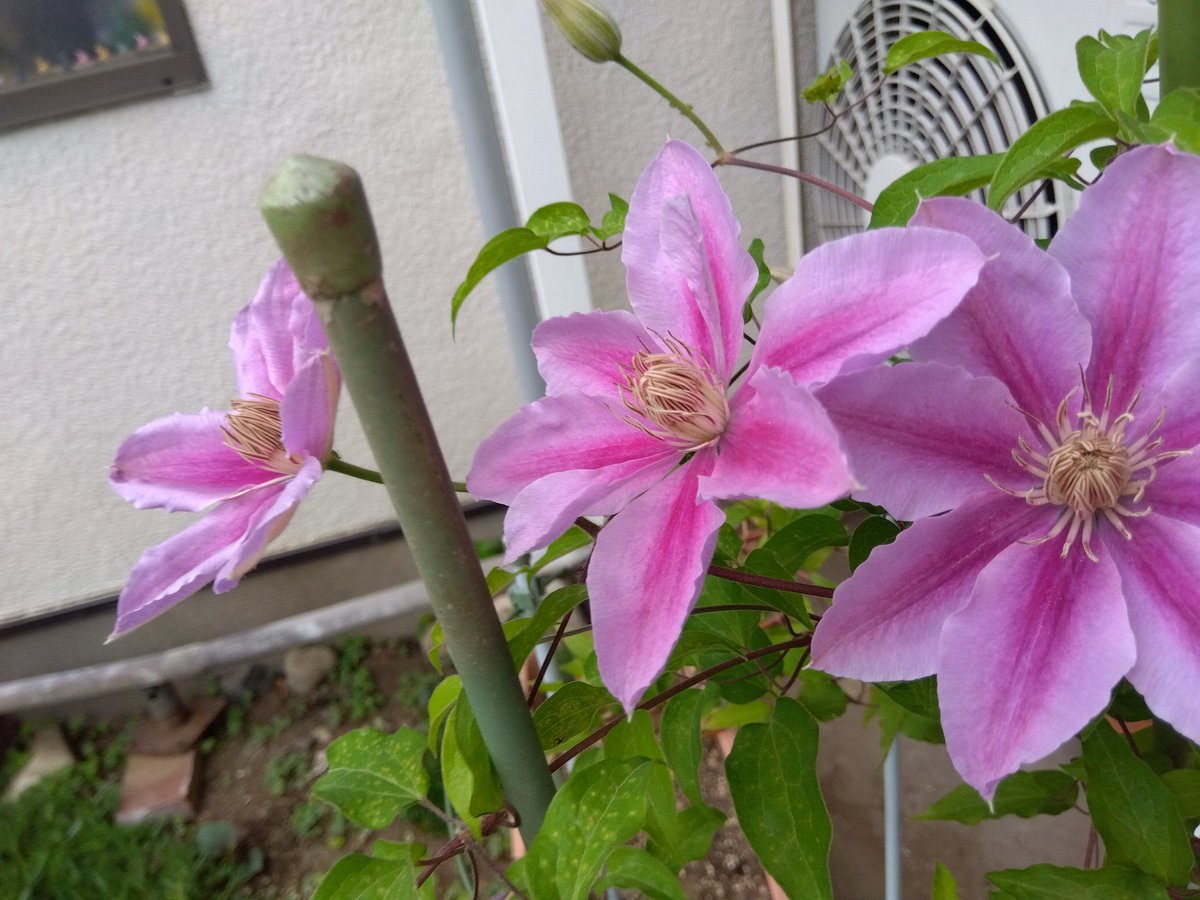 畑中保子 tweet media