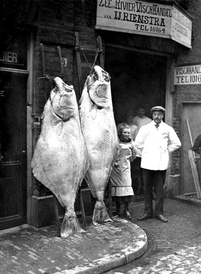 HistorylandHQ's tweet photo. Those fish were impossible to ignore. A vendor displays two enormous halibut outside his shop in Amsterdam, 1913, using sheer size to draw in customers passing by. https://t.co/LCtBZiViQG