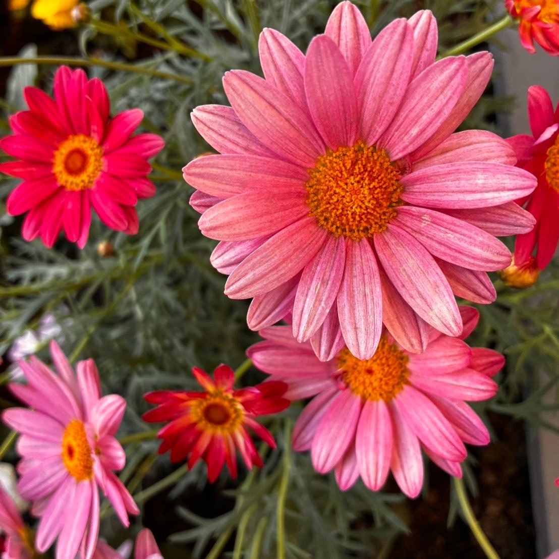 きりは🌼りい tweet media