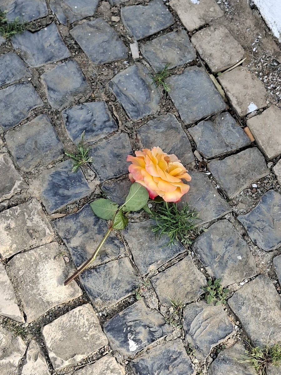 Pura, encendida rosa, émula del fuego, en cuya llama se abrasa el día,
y al nacer te deshojas, breve y bella,
mostrando en tu hermosura tu agonía.

— A la rosa
Francisco de Rioja