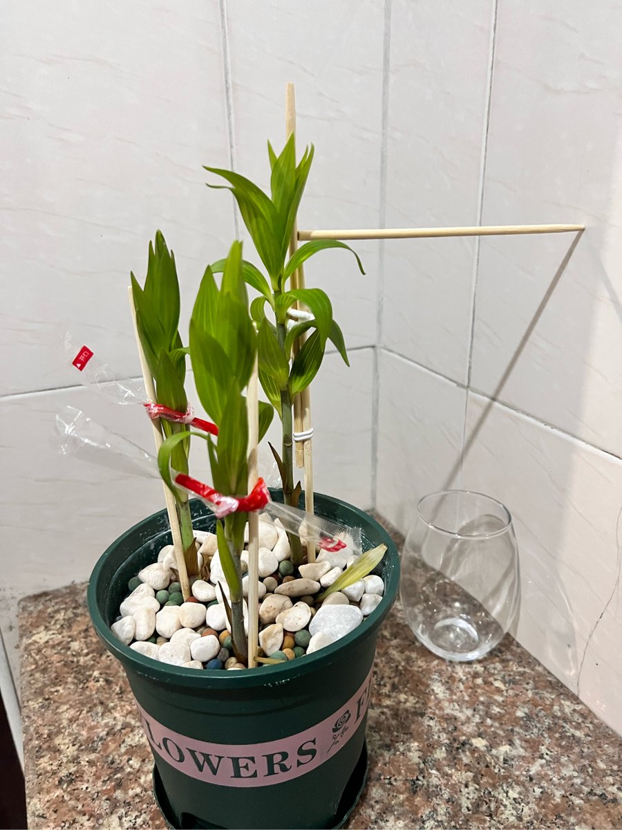 greg payea tweet media