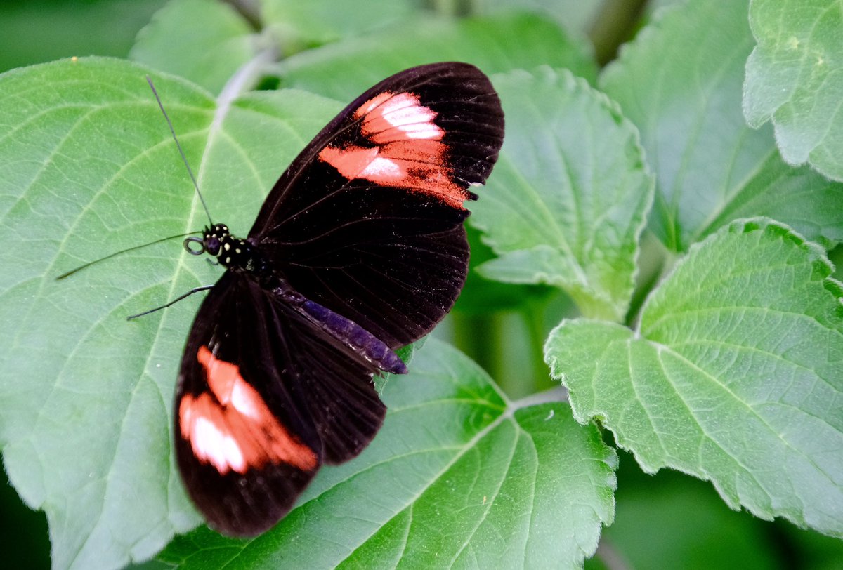 Syed Z. Ali tweet media