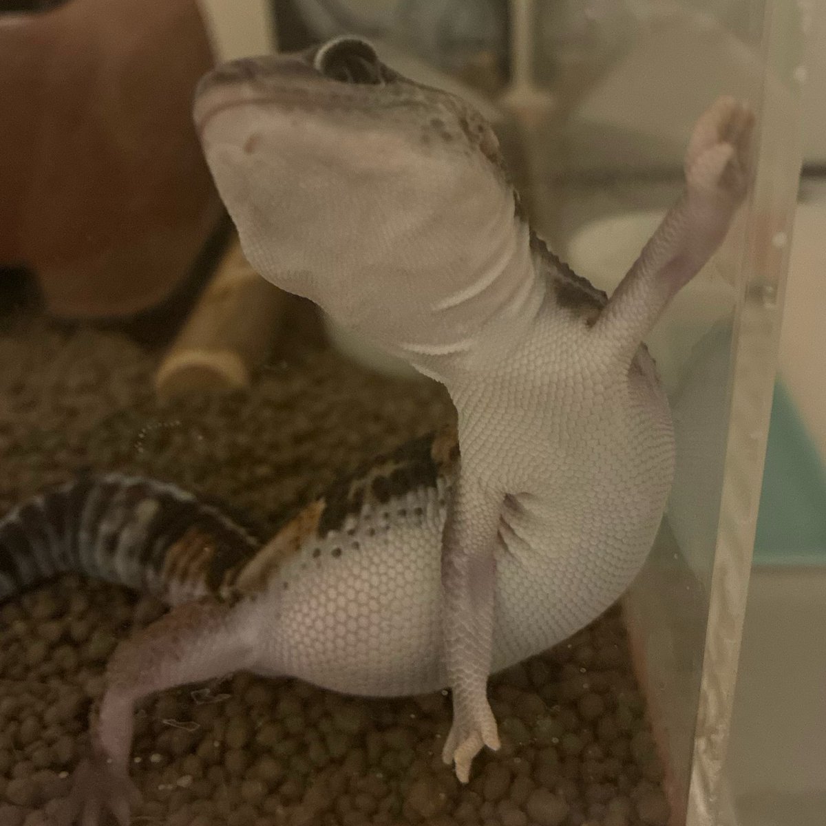 ろいろは今日も元気です tweet media