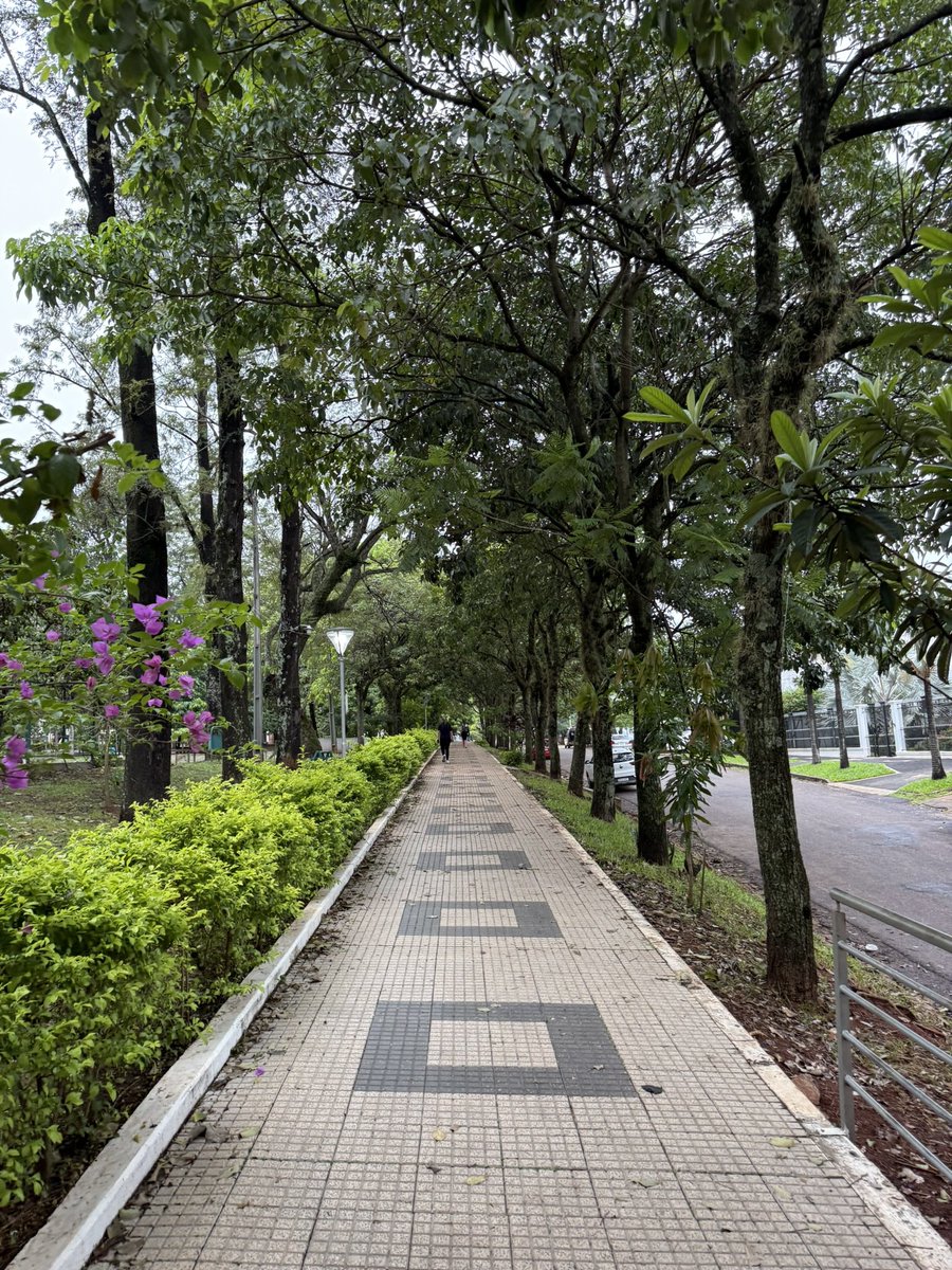 J. Raúl Insaurralde 🍄 tweet media