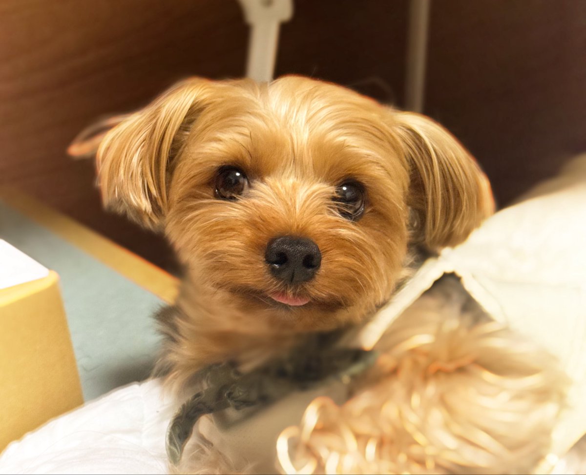 coco tweet media