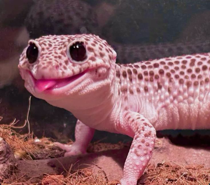 𝐧𝐨𝐫𝐚𝐚𝐚 ⋆｡‧ʚ🐞ɞ‧｡⋆ tweet media