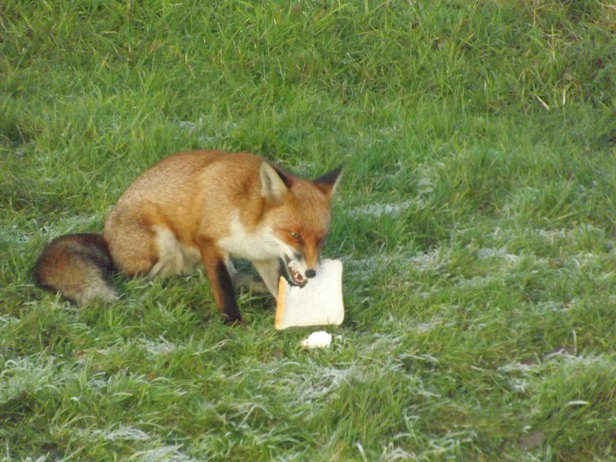 Free2FeelGood's tweet photo. Old photo of a fox outside my house, it gave me the, I'm hungry look but I had no grub in the house apart from some bread so I shared it with it, I was a single guy at the time and just ate whenever, hence no food at home 🤣😂 https://t.co/UYh1RIoQrN