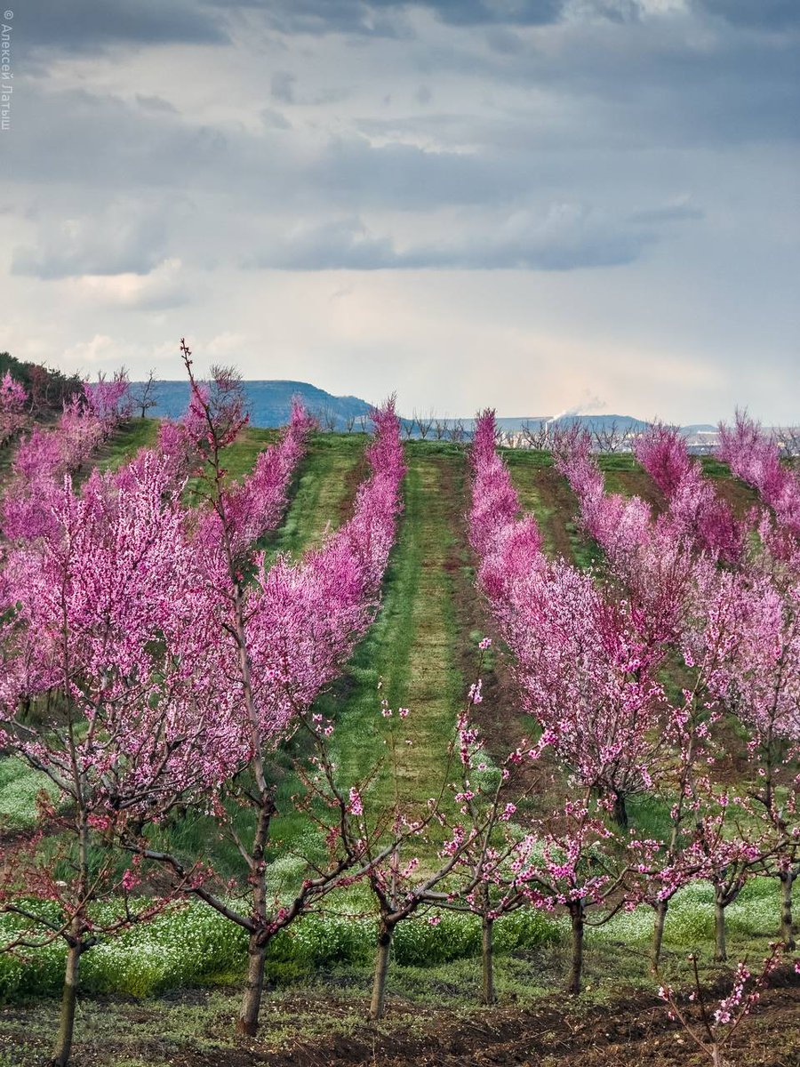 DasTere_8's tweet image. ⭐️🌸People come and go into their own or someone else's life. Some with an open heart and soul, others with a lock that requires a key, or with open disregard... Such is life. But celestial bodies and nature are almost always stable and bring us joy and peace.(OK Star)🌸✍️#quotes