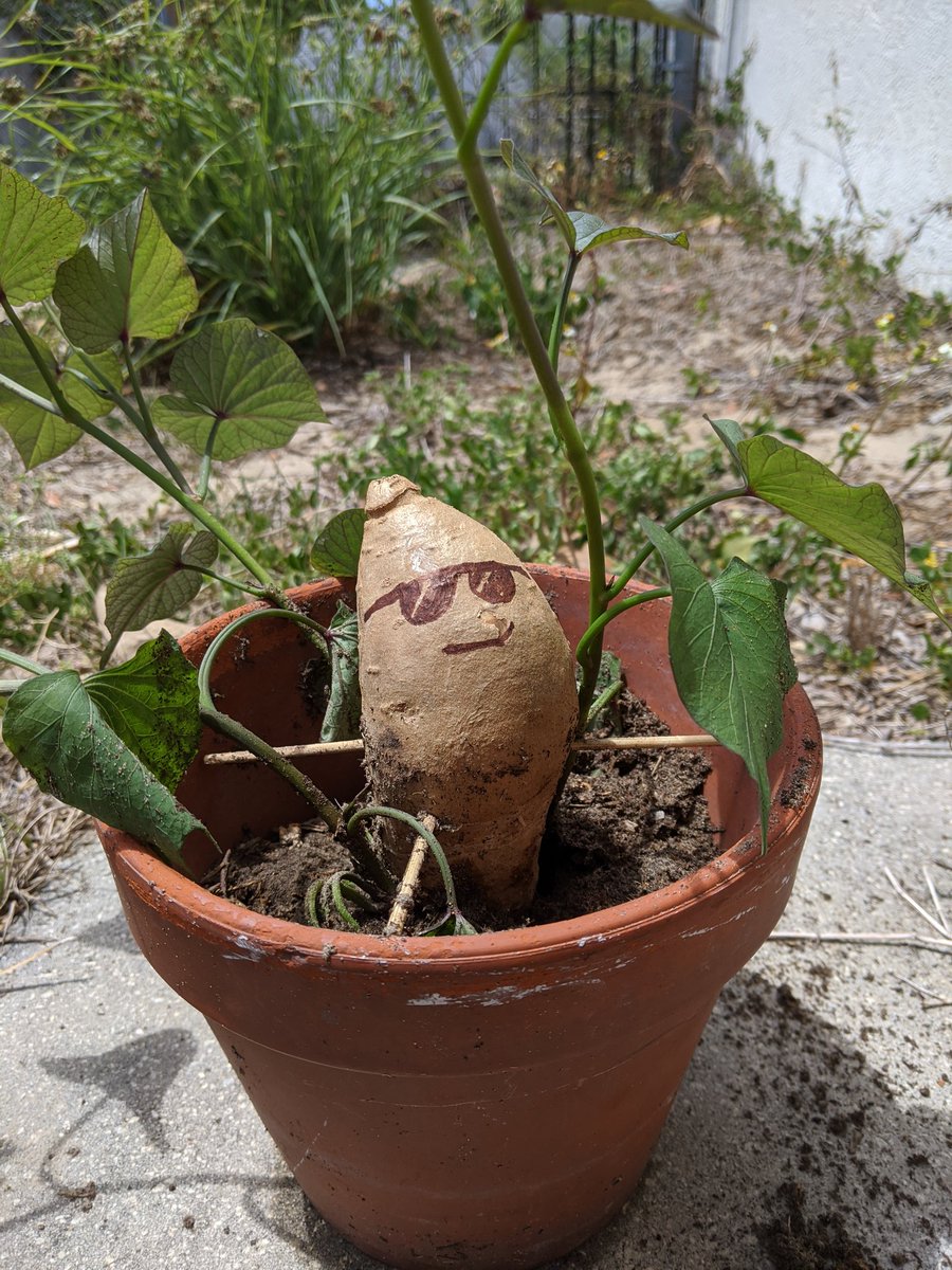 #Brotato